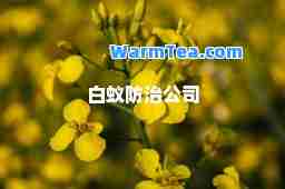 白蚁防治公司