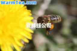 爱鲜蜂公司