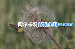 阿尔卡特朗讯公司