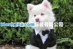 北京金情猫服装有限公司