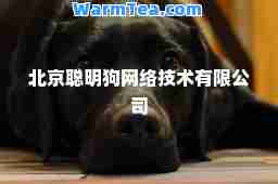 北京聪明狗网络技术有限公司