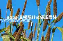 agps(艾根配什么煲汤最好)