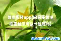 黄瓜视频app(向日葵黄瓜榴莲丝瓜可以一起吃吗)