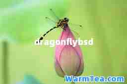 dragonflybsd