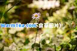 ebu(鹅不食草图片)
