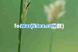 forma(format函数)