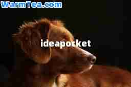 ideapocket