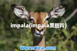 impala(impala黑斑羚)