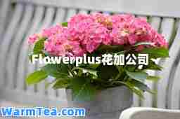 Flowerplus花加公司