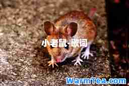 小老鼠-歌词