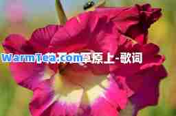 心花开在草原上-歌词