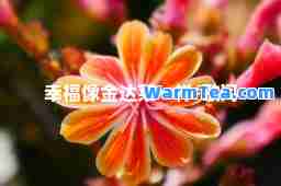 幸福像金达莱一样-歌词
