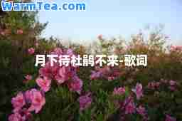 月下待杜鹃不来-歌词