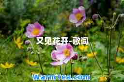 又见花开-歌词