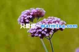 只爱你一个-歌词