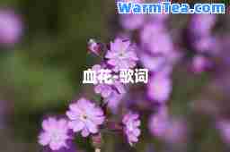血花-歌词
