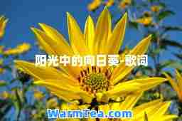 阳光中的向日葵-歌词