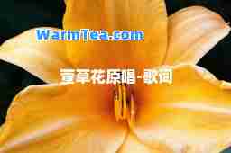 萱草花原唱-歌词