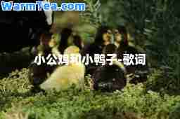 小公鸡和小鸭子-歌词