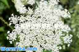 朱雀桥边野草花-歌词