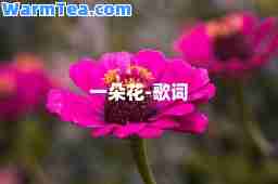 一朵花-歌词