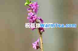 祝福你-歌词