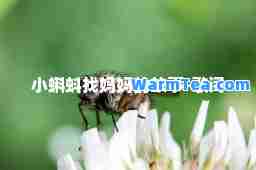 小蝌蚪找妈妈的故事-歌词