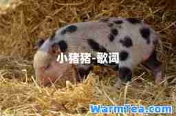 小猪猪-歌词