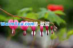 桃花结-歌词