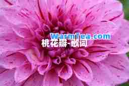 桃花瓣-歌词