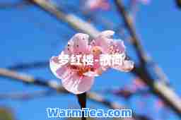 梦红楼-歌词