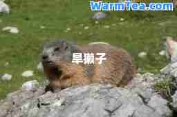 旱獭子