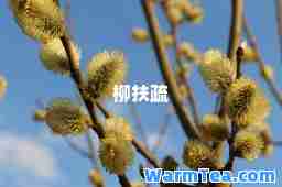 柳扶疏