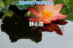 静心莲
