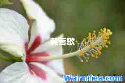 黄莺歌