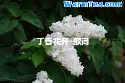 丁香花开-歌词