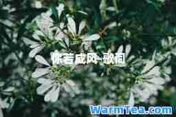 你若成风-歌词
