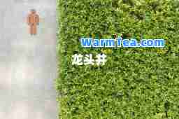 龙头井