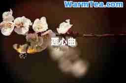 莲心曲
