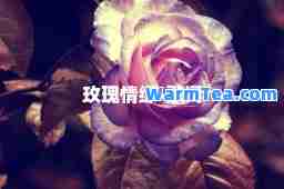 玫瑰情缘-歌词 玫瑰情缘-歌词