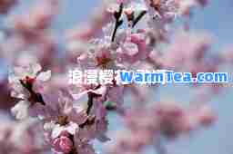 浪漫樱花-歌词