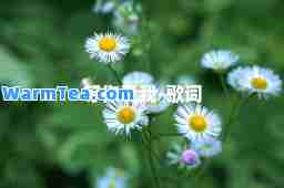 等你爱我-歌词