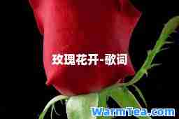 玫瑰花开-歌词