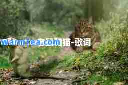 老鼠和猫-歌词