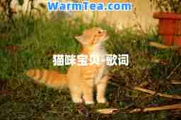 猫咪宝贝-歌词