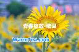 青春绽放-歌词