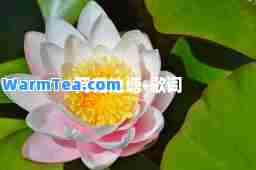 荷花池塘-歌词