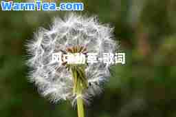 风中劲草-歌词 风中劲草-歌词