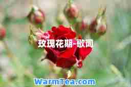 玫瑰花期-歌词