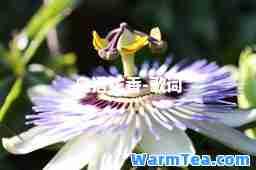 鸟语花香-歌词